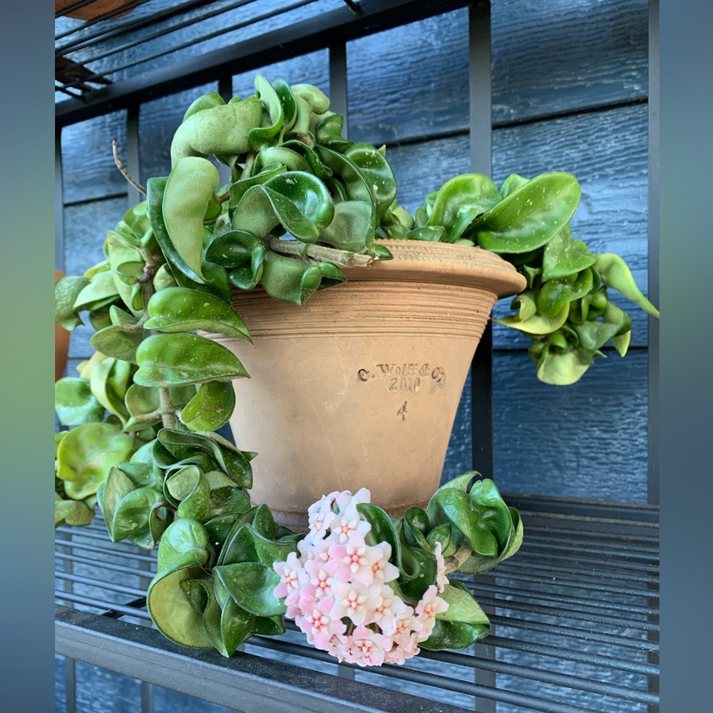 Meet your Posher, Julie